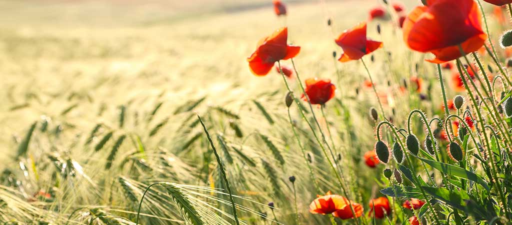 Coquelicots Résistants