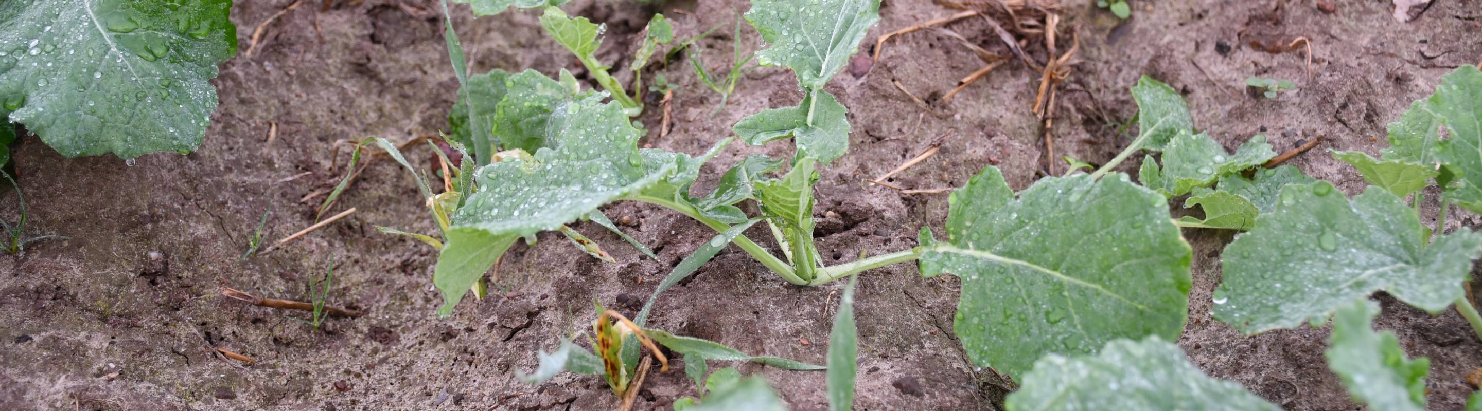 Kerb Flo – Ielo/Yago/Biwix, vos partenaires pour gérer les graminées