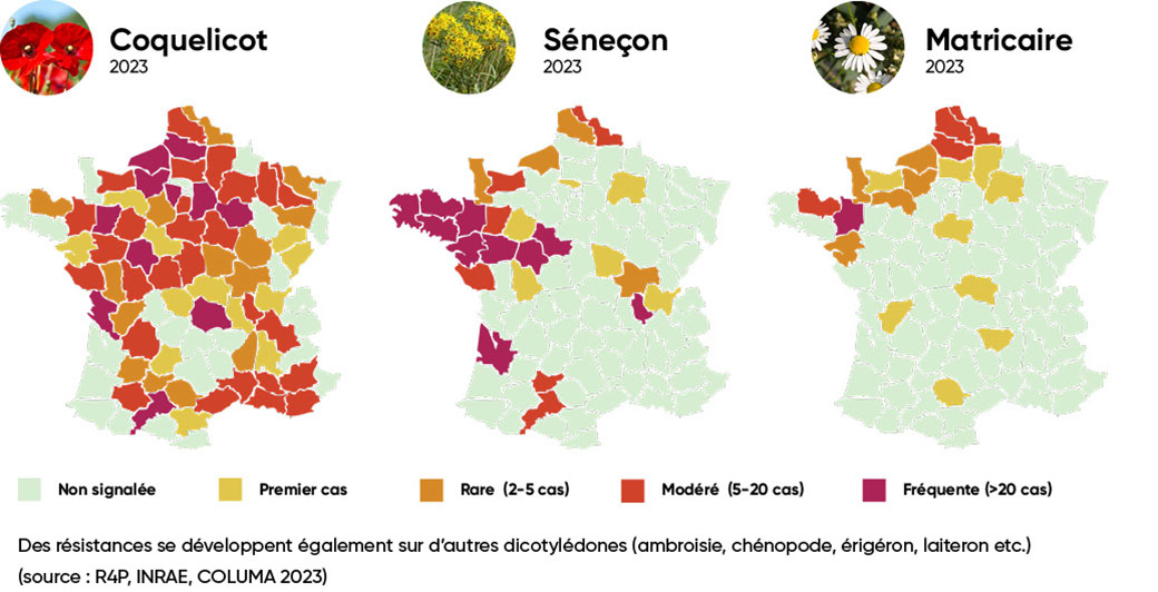 Comparaison des résistances géographique