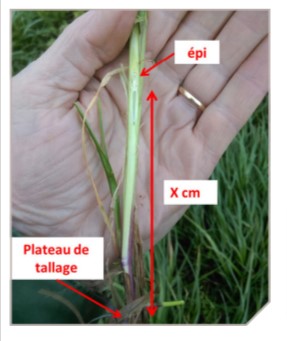 Détruire les adventices avec la moissonneuse-batteuse