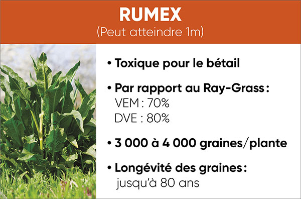 Rumex