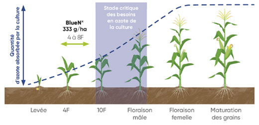 Stade critique des besoins en azote de la culture