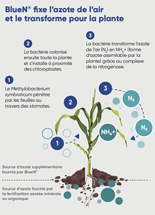 BlueN fixe l'azote de l'air et le tranforme pour la plante