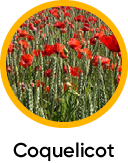 Coquelicot