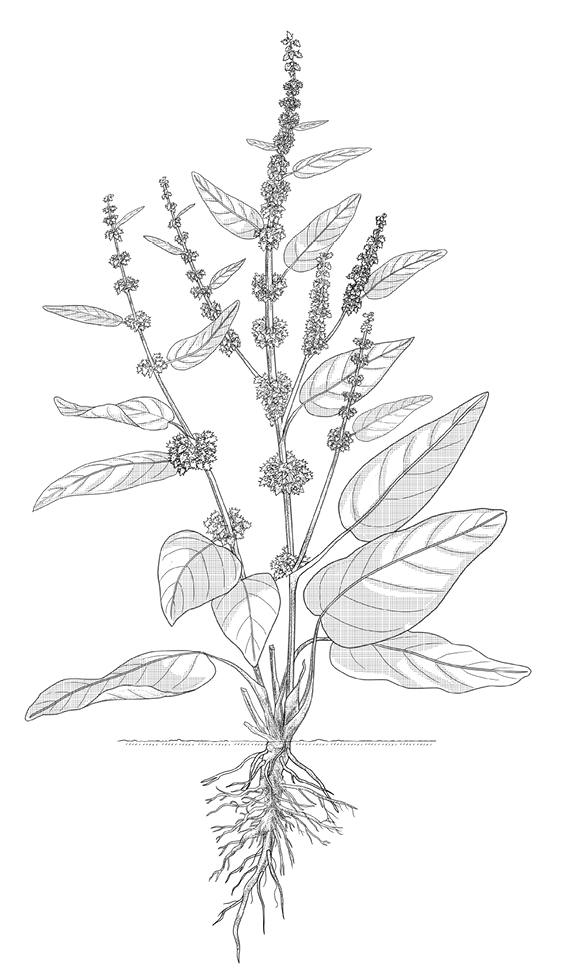 Illustration du rumex