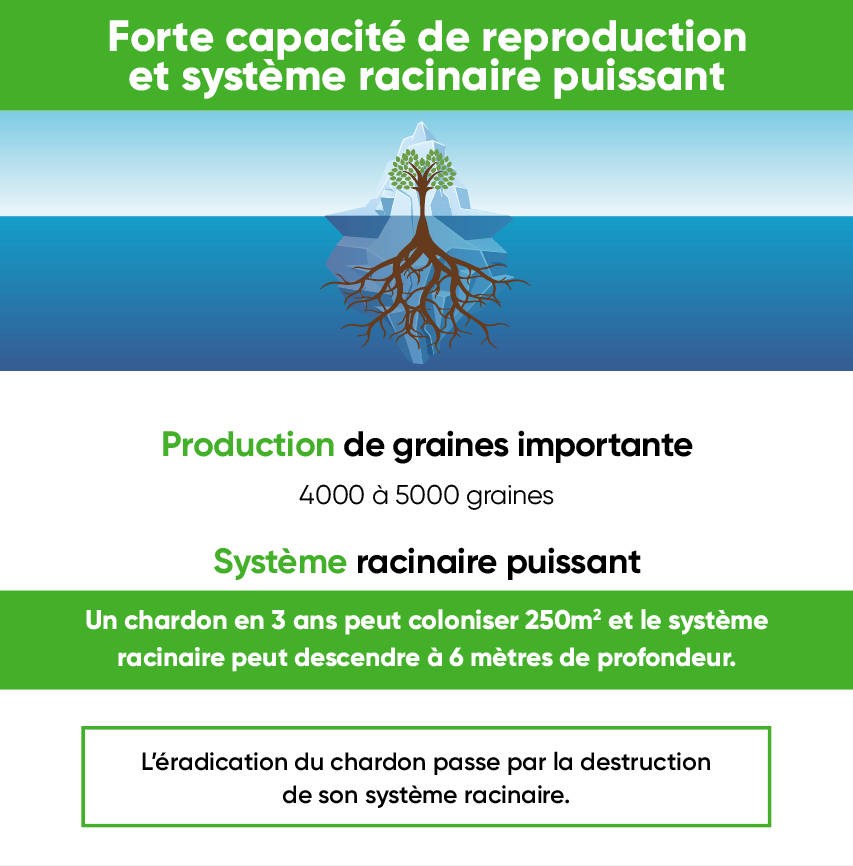 Forte capacité de reproduction et système racinaire puissant