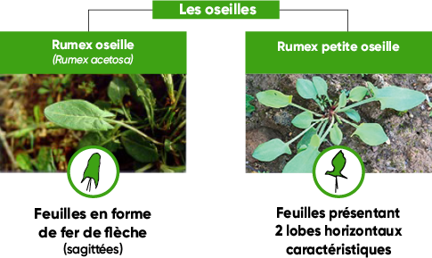 Rumex les oseilles