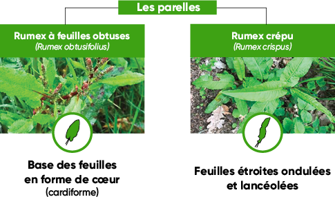 Rumex les parelles