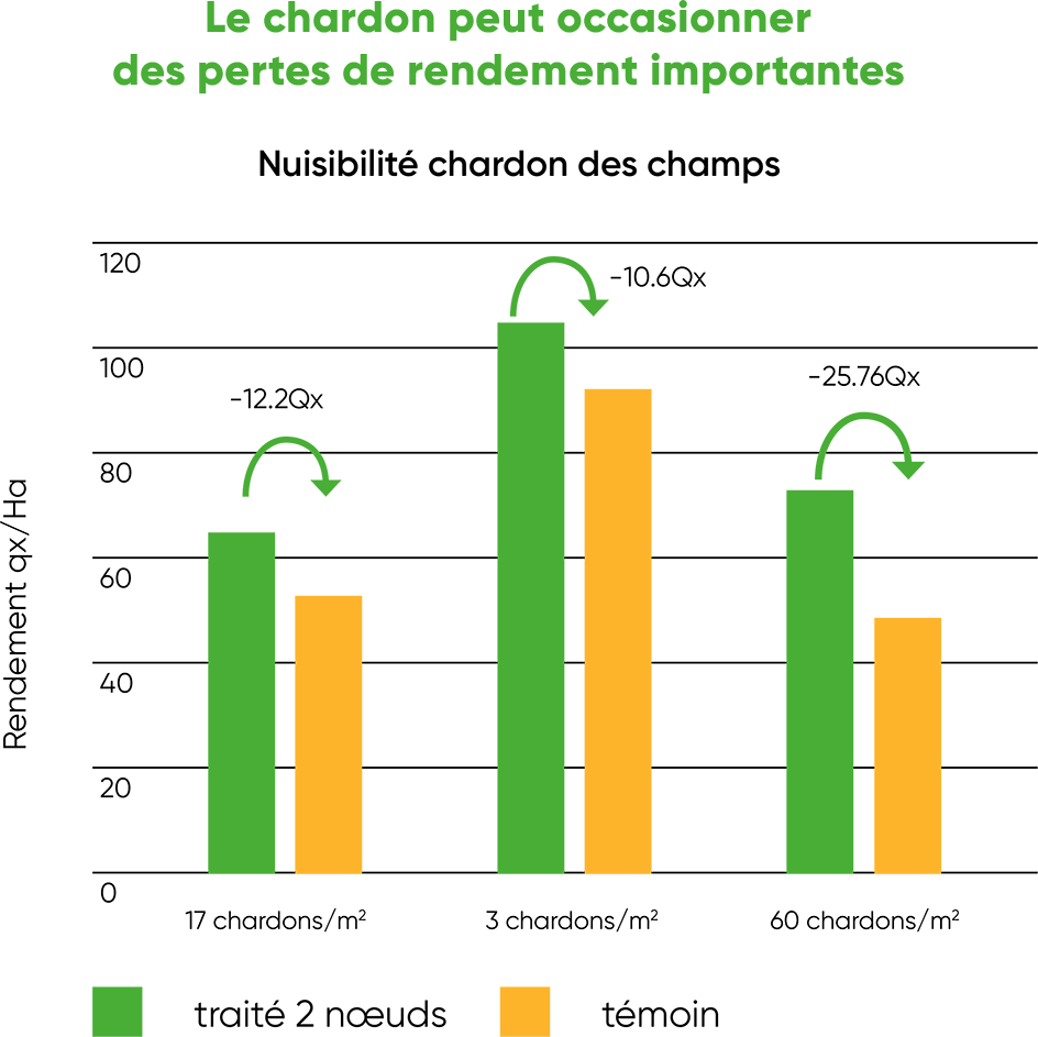 Pourquoi faut-il traiter le chardon des champs?